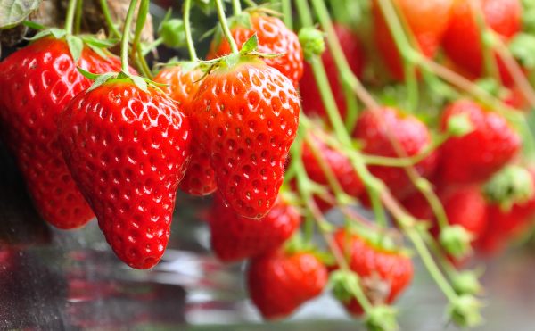 EV_fragola EV_fragola