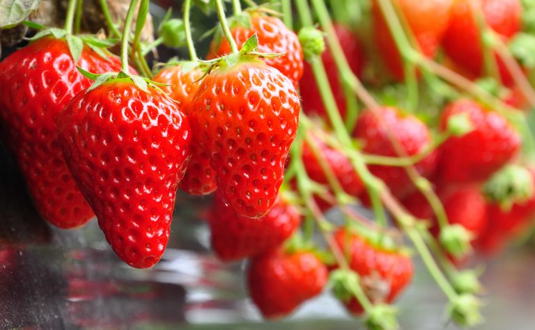 biogard DE - Wirkung von verschiedenen Akariziden gegen Spinnmilben an junitragenden Erdbeeren im geschützten Anbau