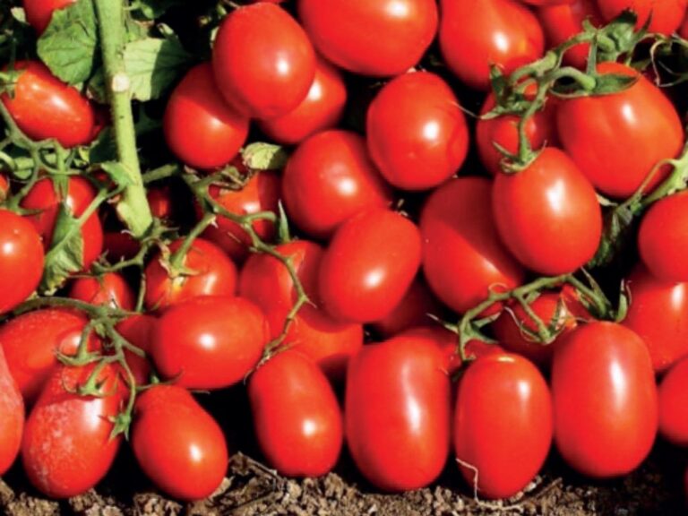 biogard DE - Industrielle Verteidigungslinie für Tomaten