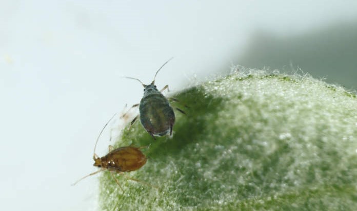 Biogard - Il problema numero uno del melo: l’afide grigio