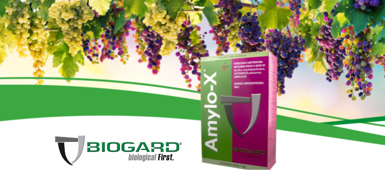 Biogard - Amylo-X® nei confronti della botrite dell’uva.