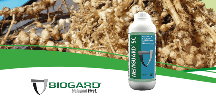 Biogard - NEMguard® SC, il nematocida a base di estratto d’aglio in sospensione concentrata