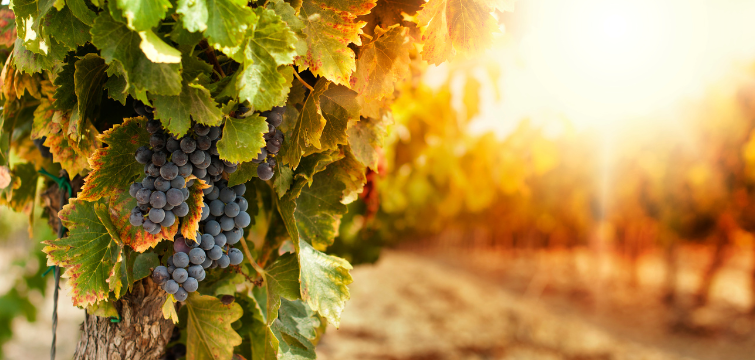 Biogard - VITE: lanci autunnali in post vendemmia